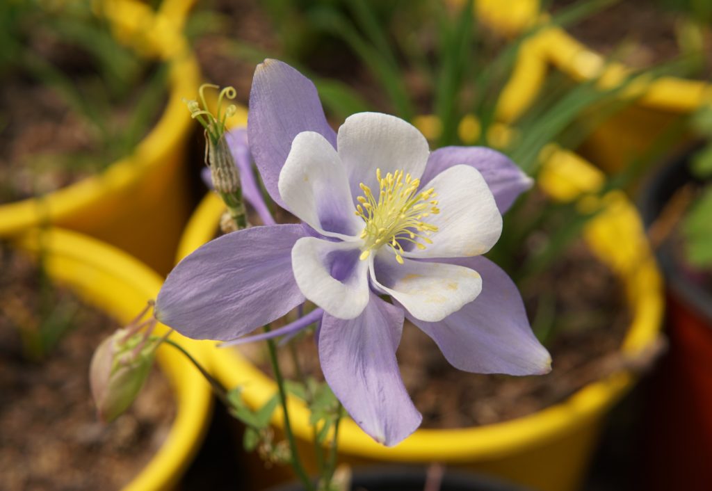 Songbird Bluebird Columbine Kiwi Nurseries Ltd