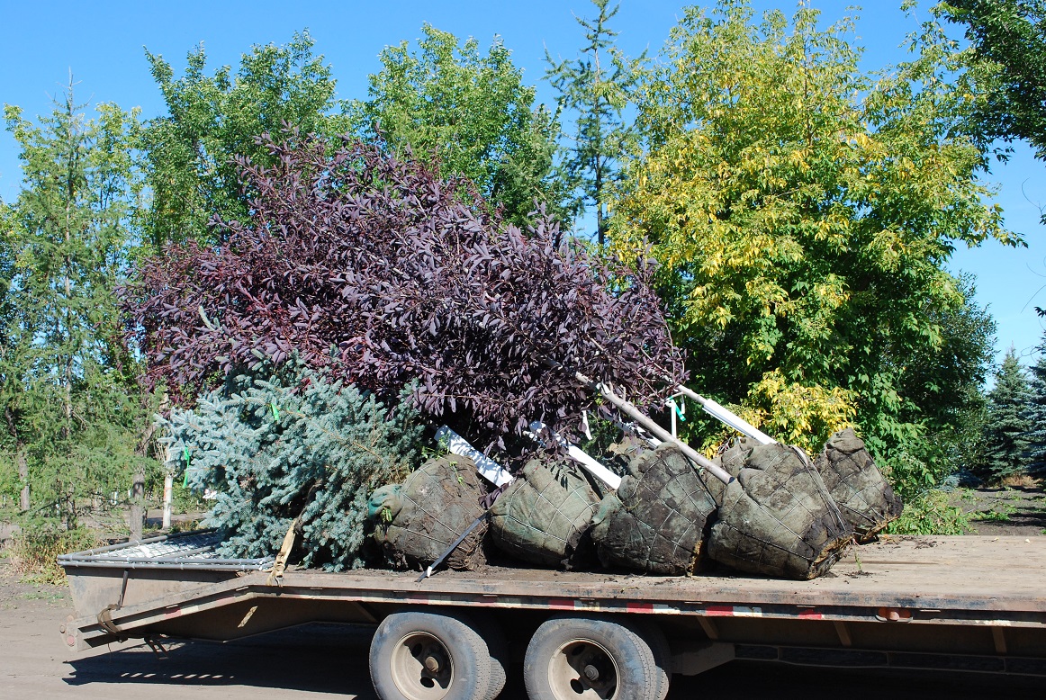 trees on flatbed truck