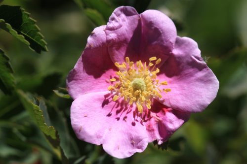 Woods Rose Flower Close Up