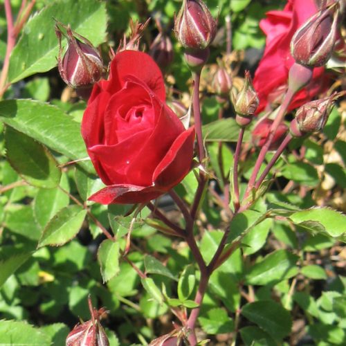 Adelaide Hoodless Rose Flower Close Up
