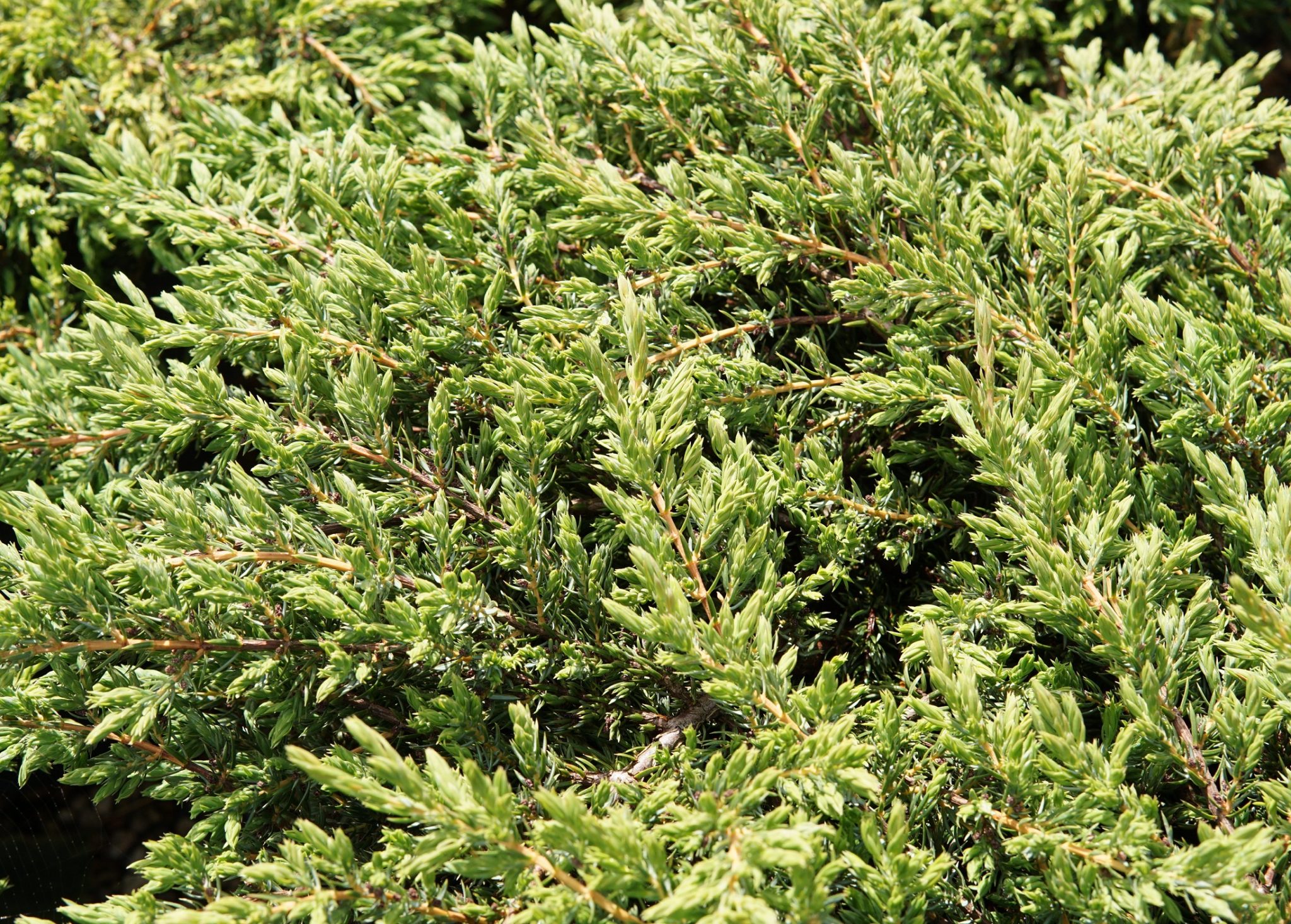 Alpine Carpet Juniper • Kiwi Nurseries Ltd