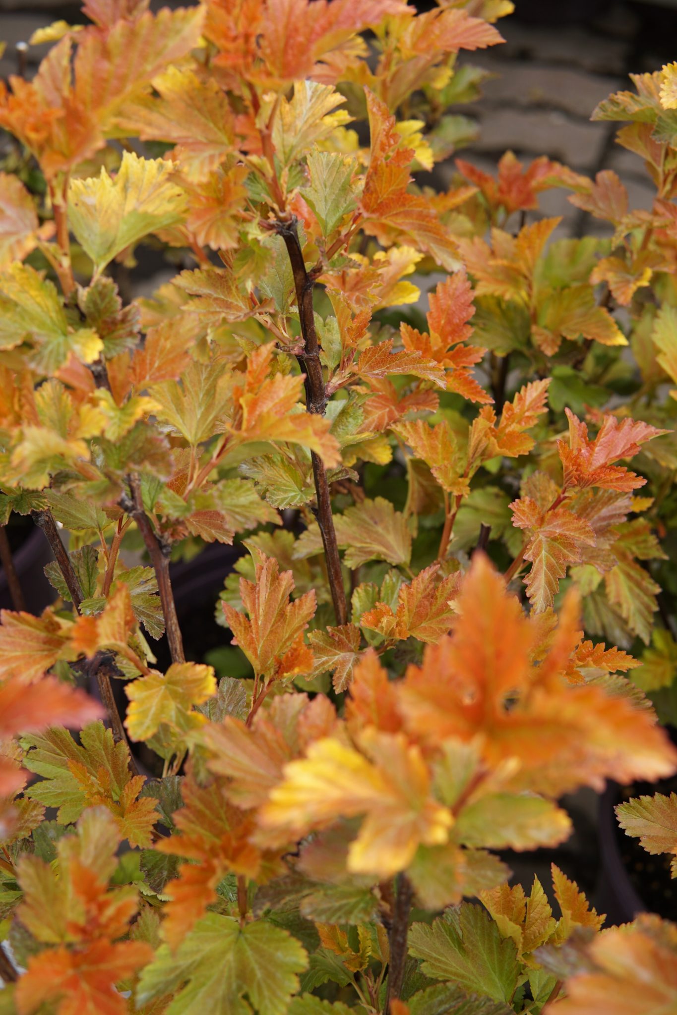 Amber Jubilee Ninebark • Kiwi Nurseries Ltd