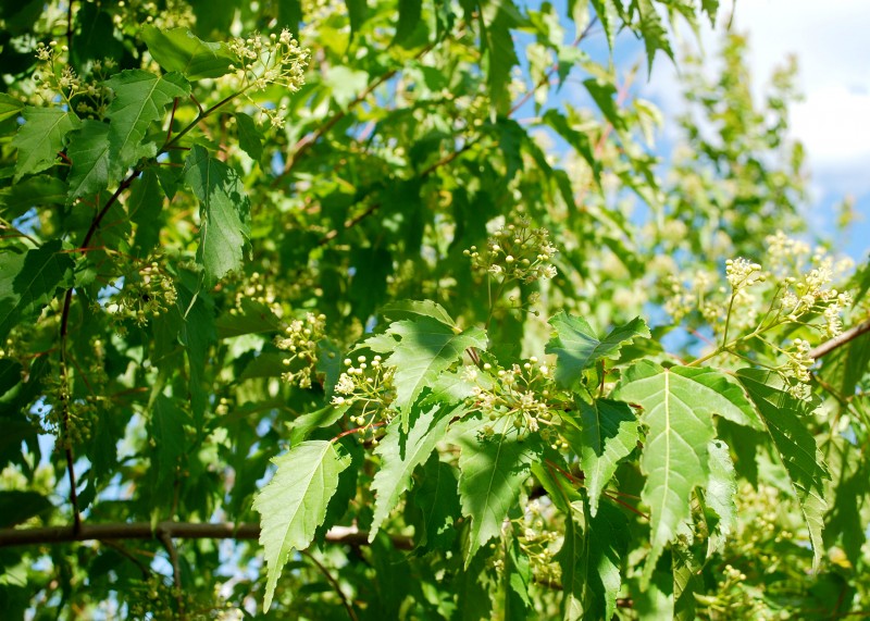 Amur Maple Tree Flower Close Up