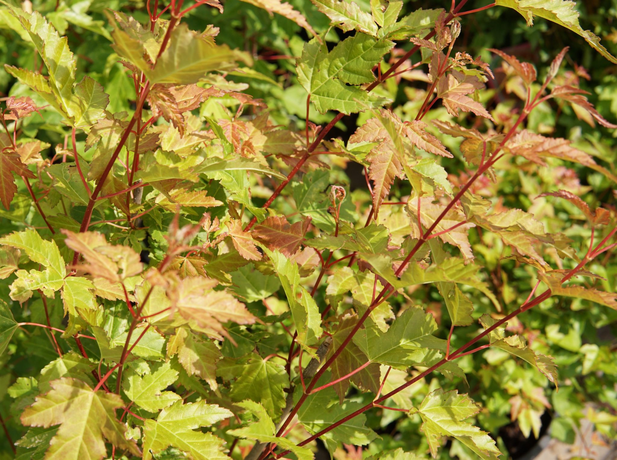 Amur Maple Shrub • Kiwi Nurseries Ltd 