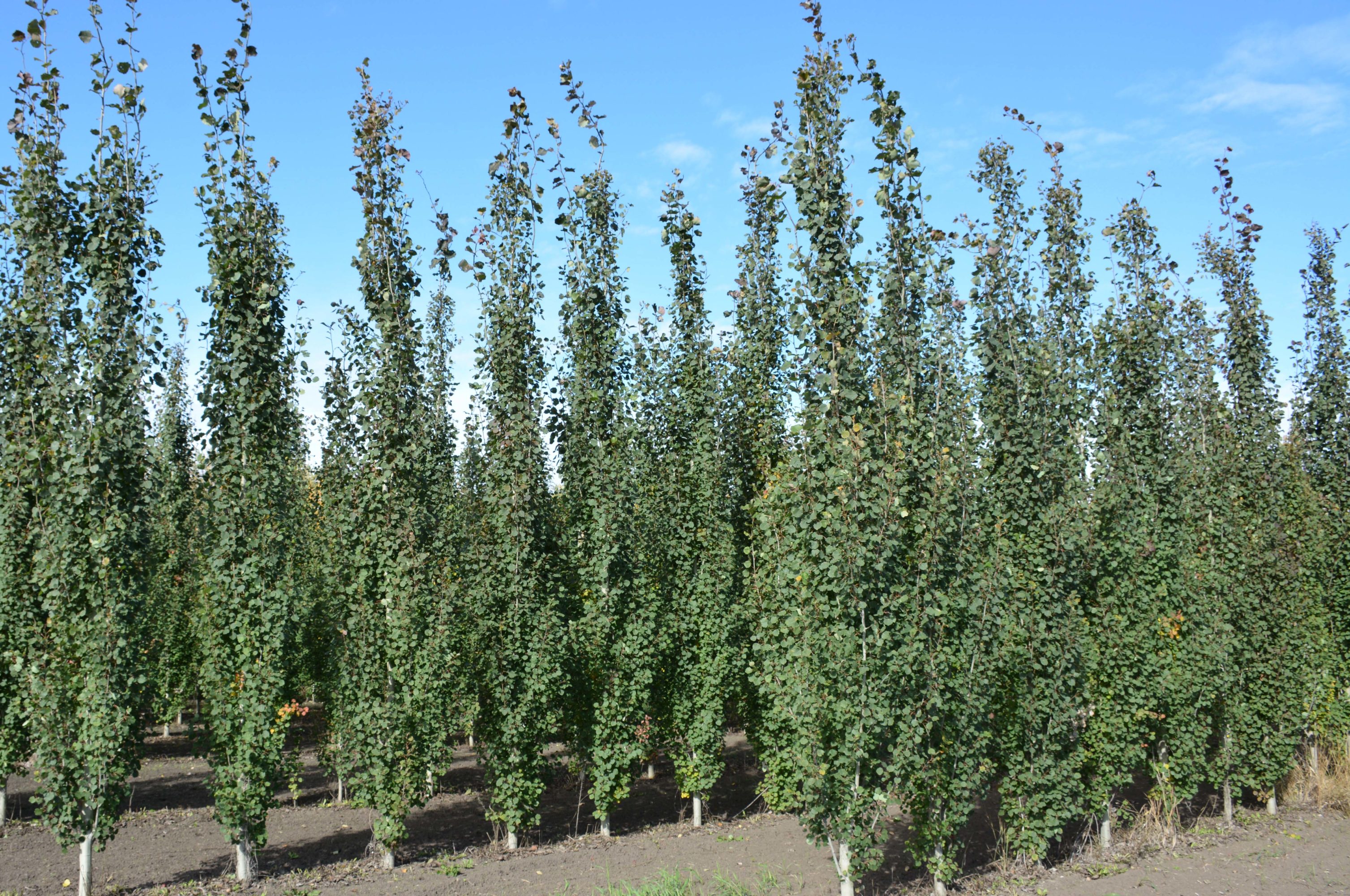 Swedish Columnar Aspen Kiwi Nurseries Ltd