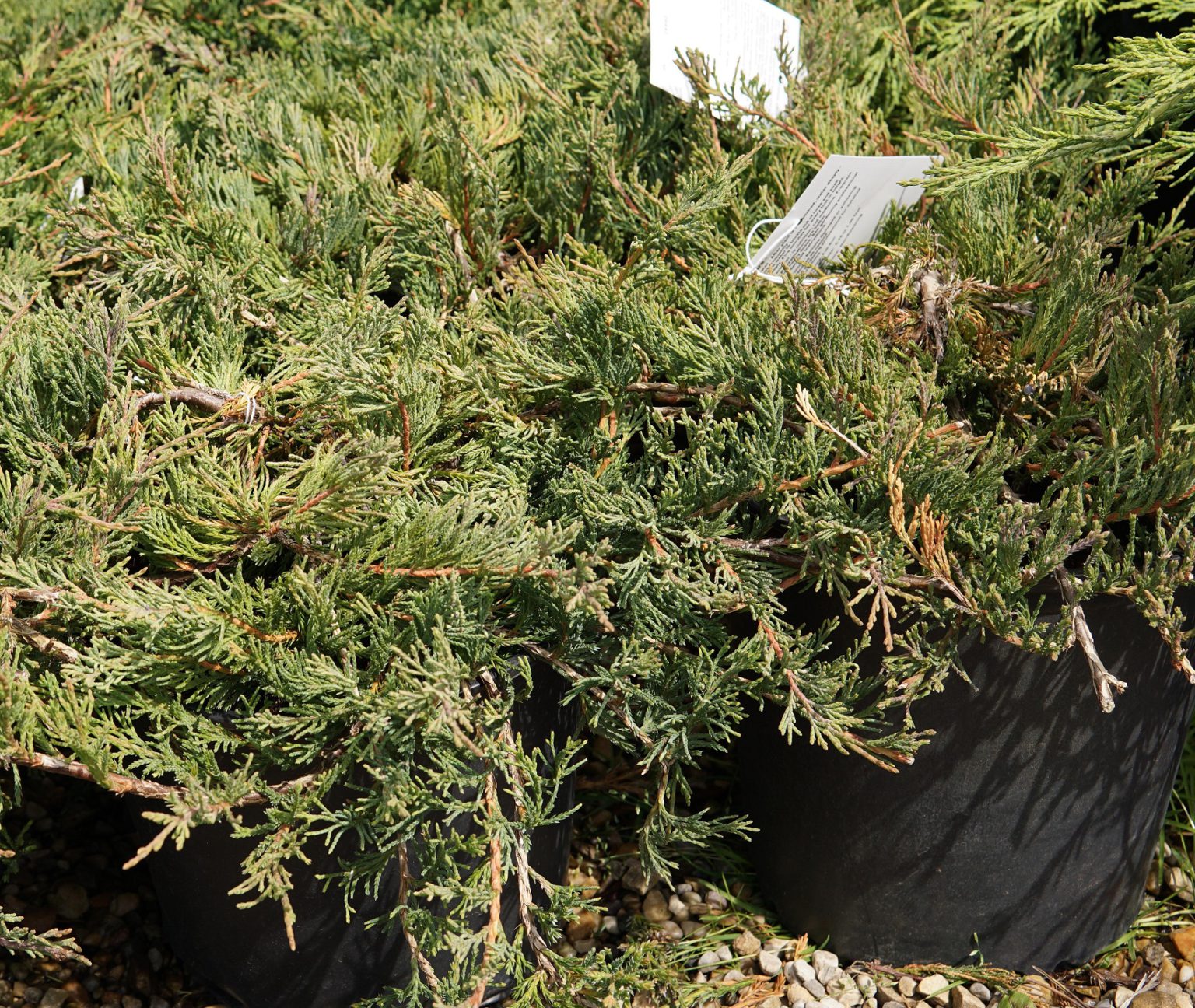 Bar Harbor Juniper • Kiwi Nurseries Ltd