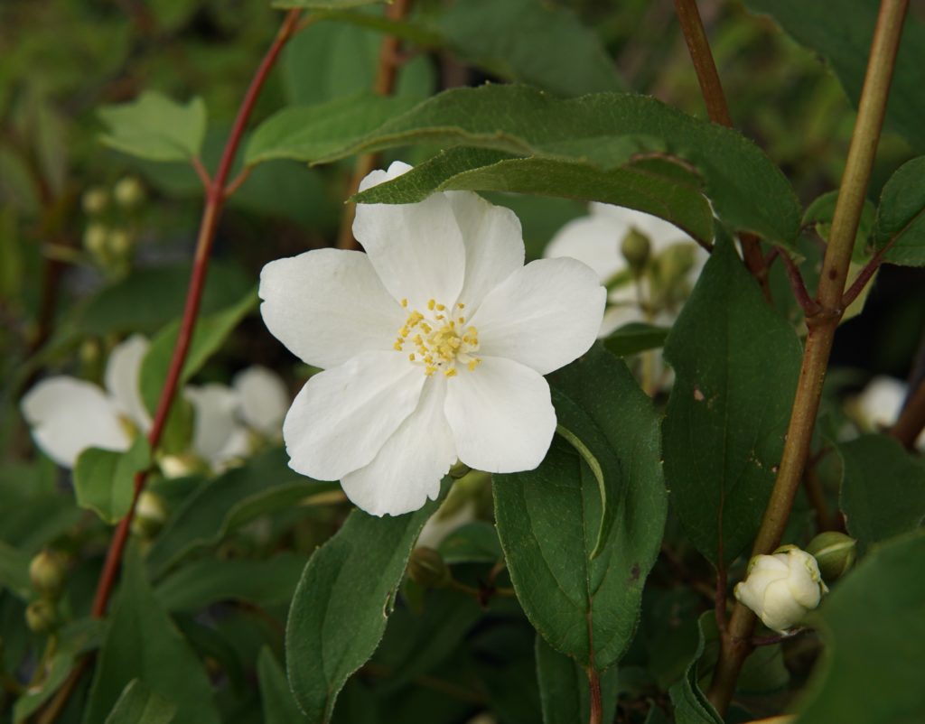 Blizzard Mock Orange • Kiwi Nurseries Ltd