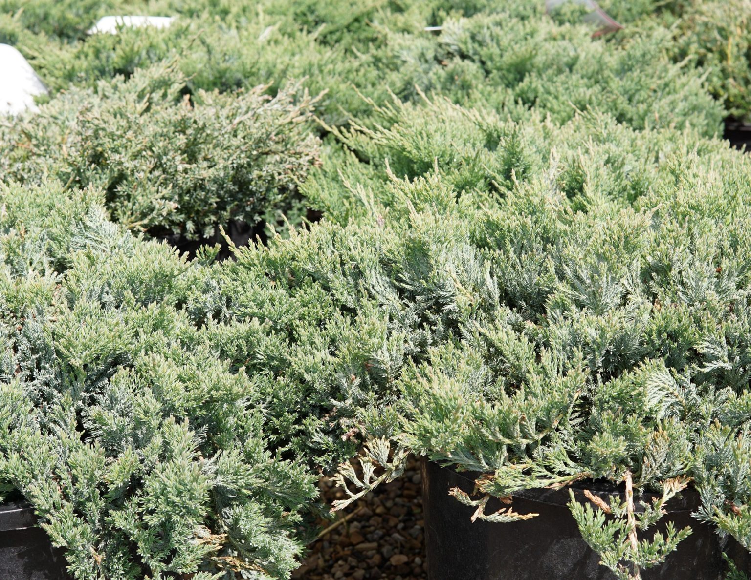 Blue Chip Juniper • Kiwi Nurseries Ltd