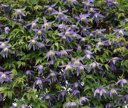 Blue Clematis fence