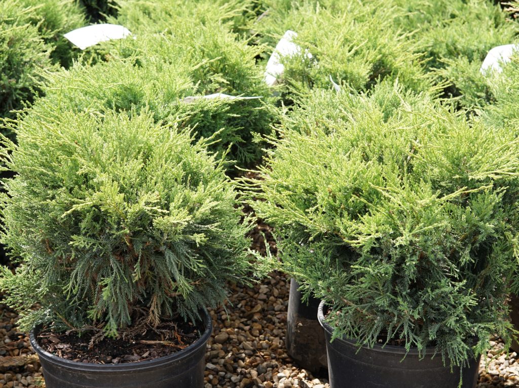 Blue Danube Juniper • Kiwi Nurseries Ltd 9983