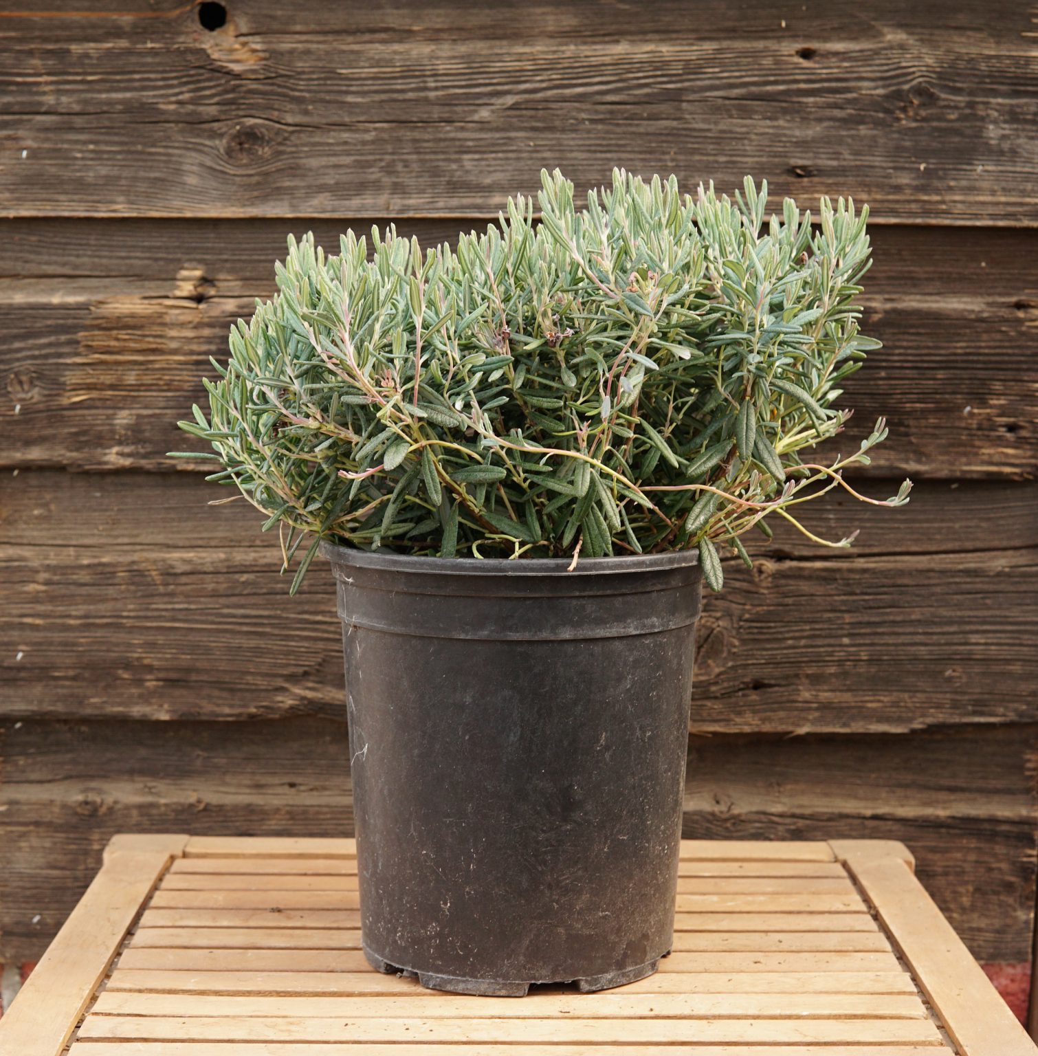 Blue Ice Bog Rosemary • Kiwi Nurseries Ltd