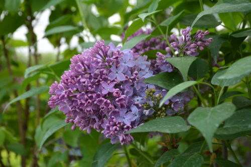Congo French Lilac Flower Close Up
