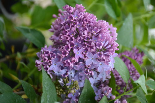 Congo French Lilac Flower Close Up