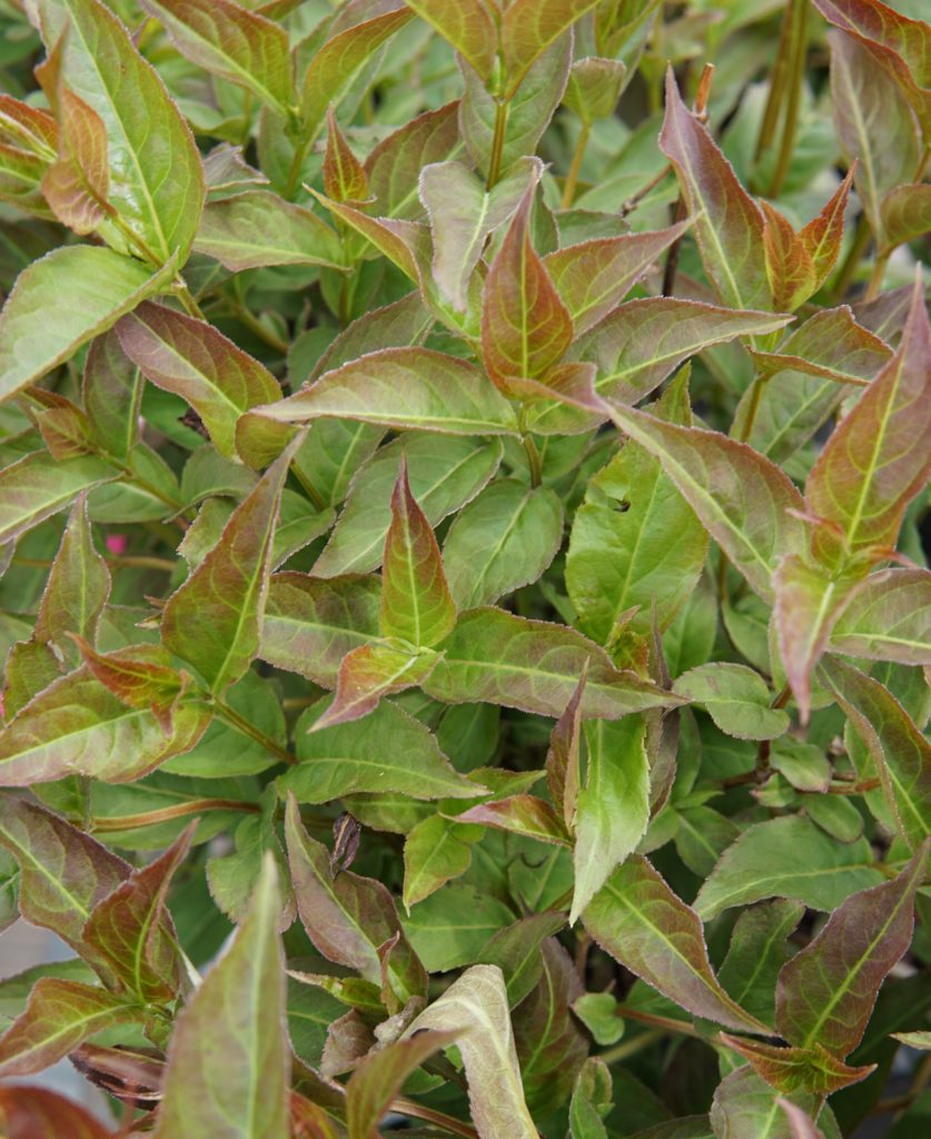 Copper Dwarf Bush Honeysuckle • Kiwi Nurseries Ltd