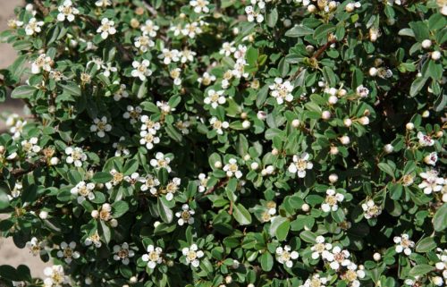 Cranberry Cotoneaster Blooms