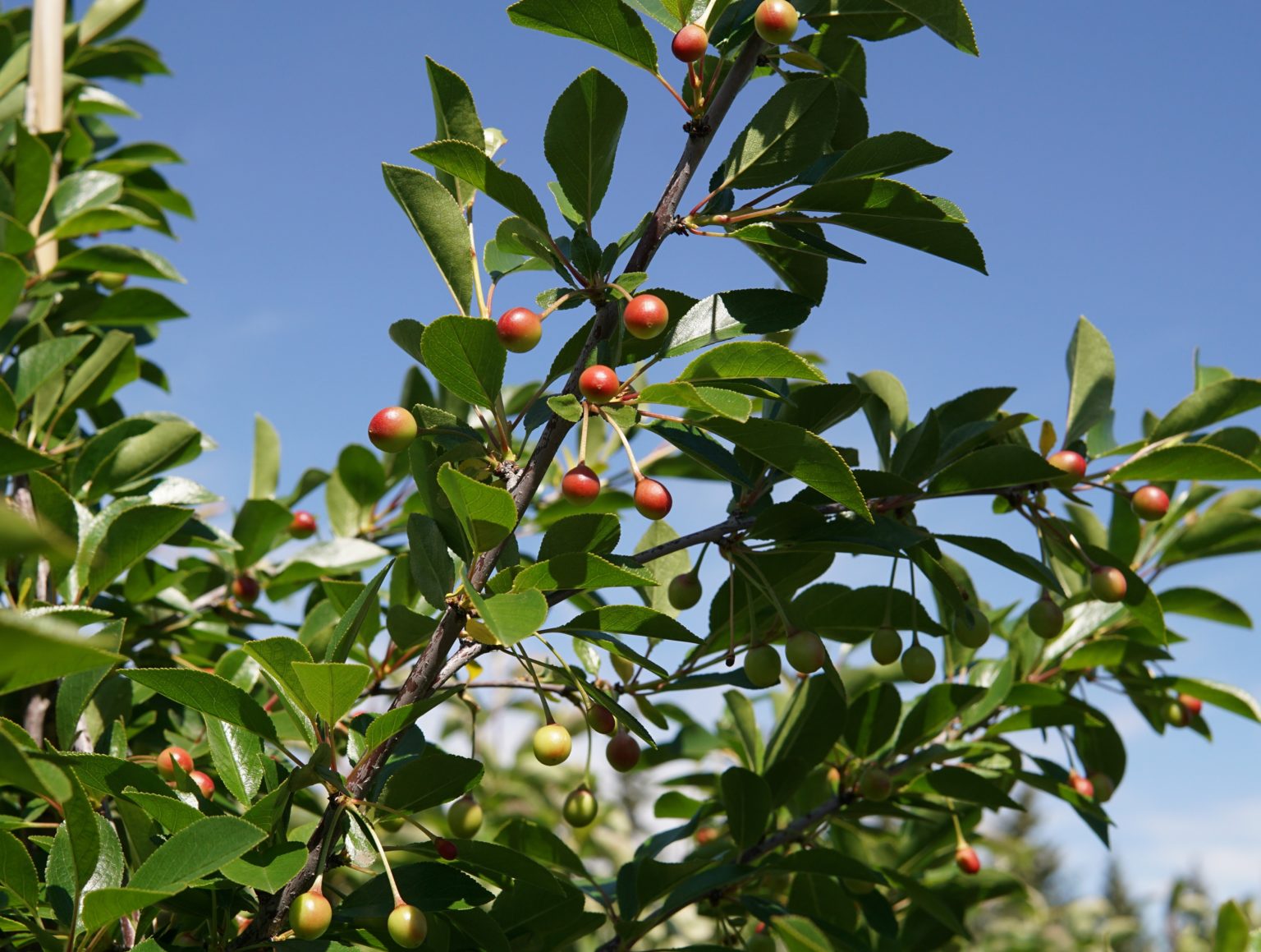 Crimson Passion Cherry Tree Kiwi Nurseries Ltd