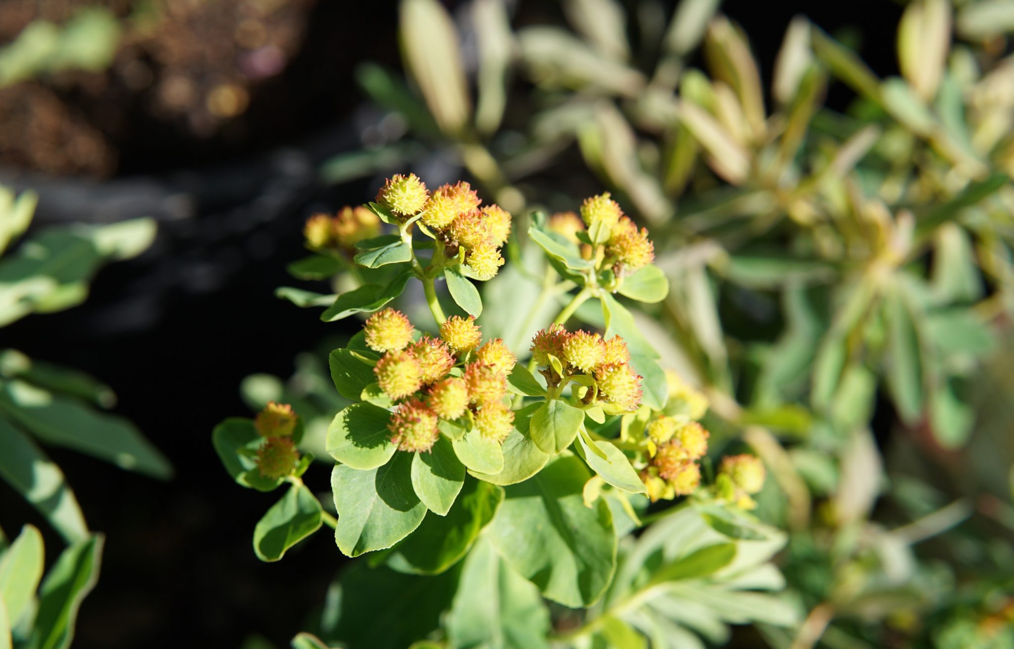 Cushion Spurge • Kiwi Nurseries Ltd