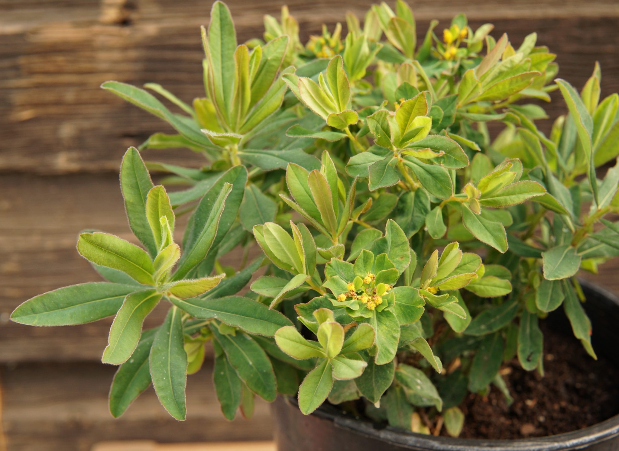 Cushion Spurge • Kiwi Nurseries Ltd