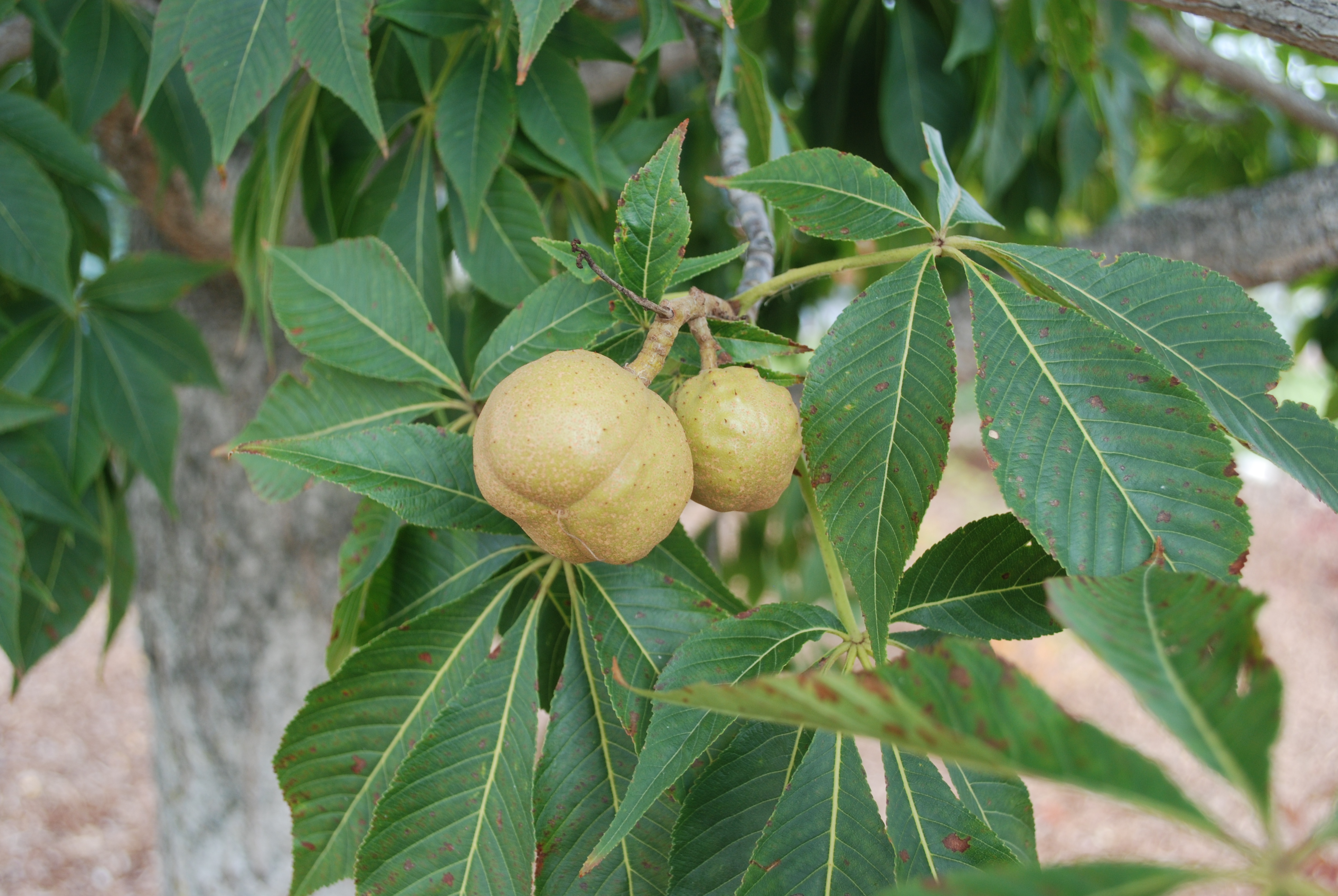 What Is The Ohio State Buckeye Leaf