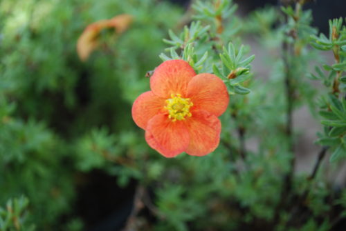 Red Ace Potentilla Flower Close Up