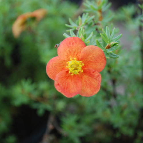 Red Ace Potentilla Flower Close Up