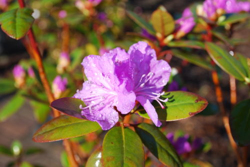 P.J.M. Rhododendron Flower Close Up