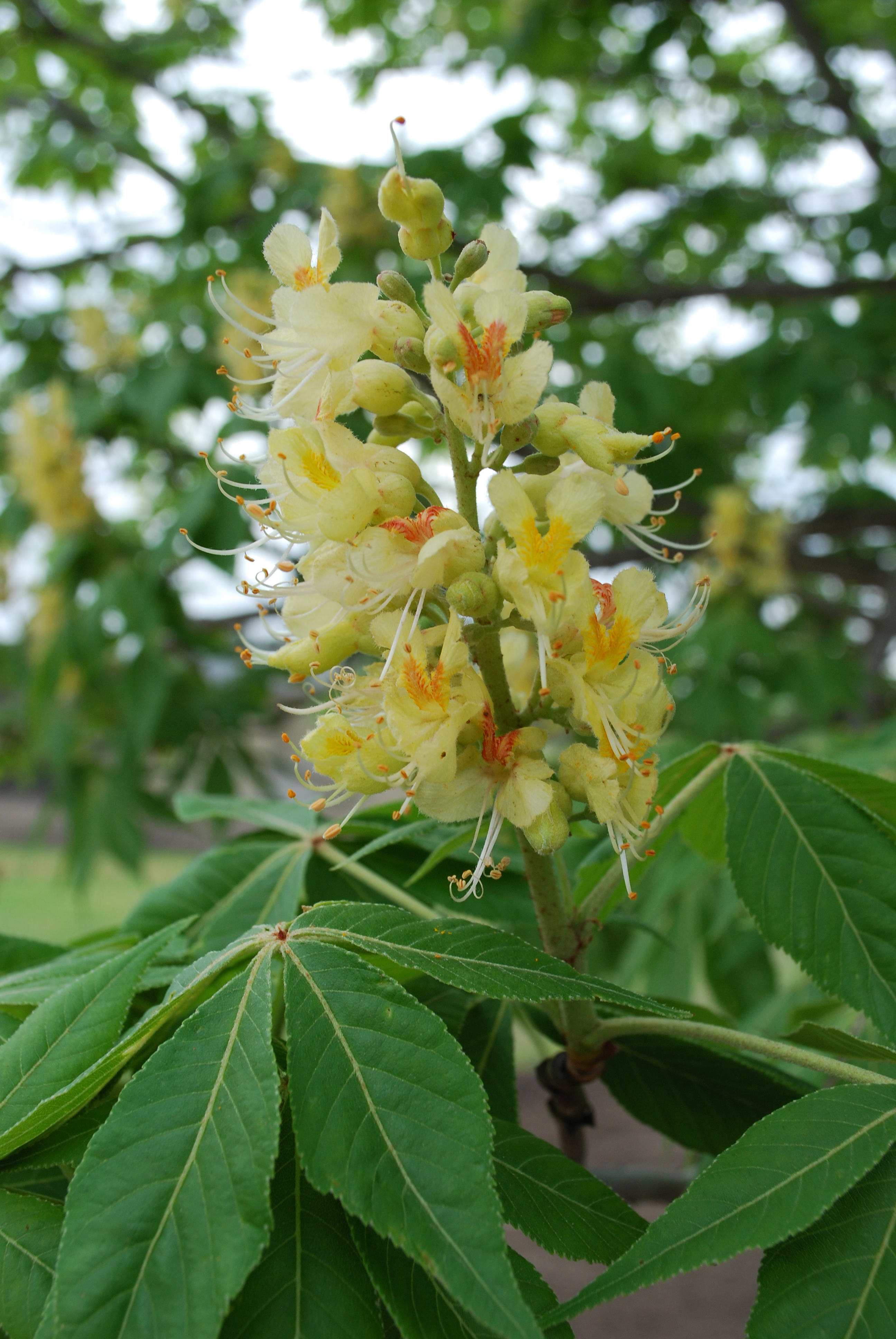 ohio-buckeye-kiwi-nurseries-ltd