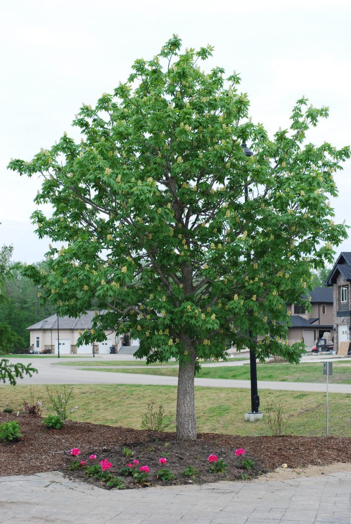Ohio Buckeye • Kiwi Nurseries Ltd