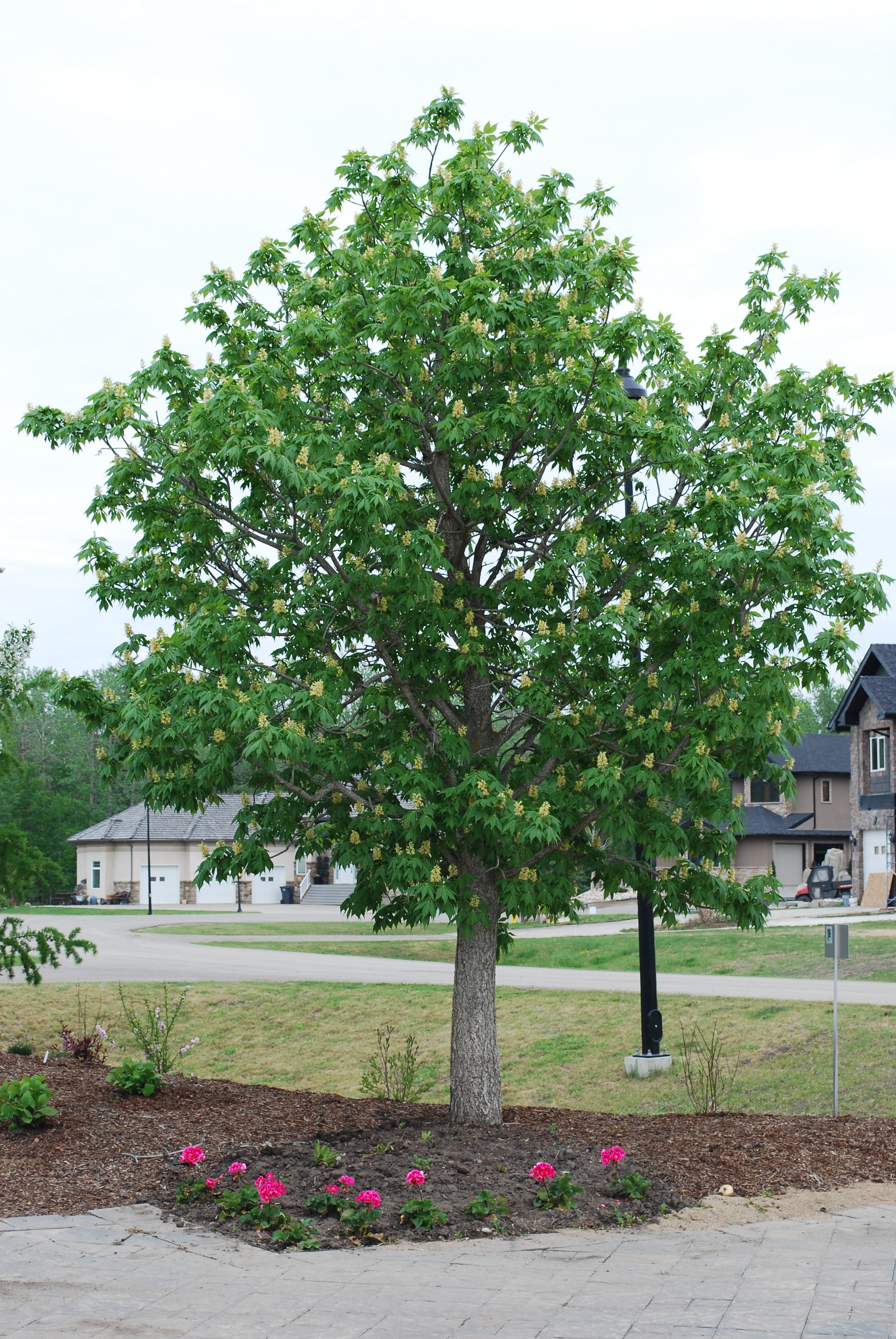 Ohio Buckeye Full Tree