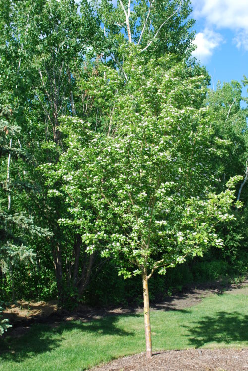 Toba Hawthorn Full Tree