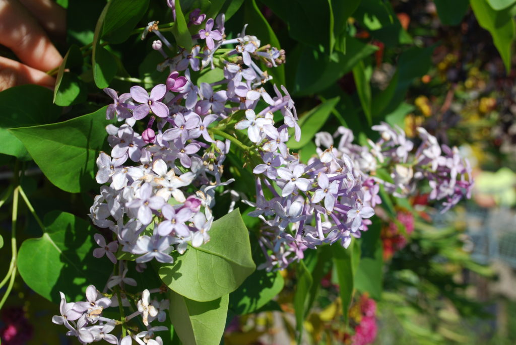 Prairie Petite Lilac • Kiwi Nurseries Ltd