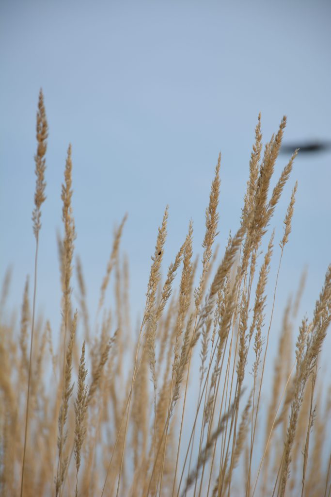 Avalanche Feather Reed Grass • Kiwi Nurseries Ltd