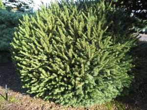 coniferous