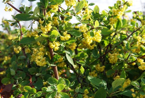 Emerald Carousel Barberry Flower Close Up