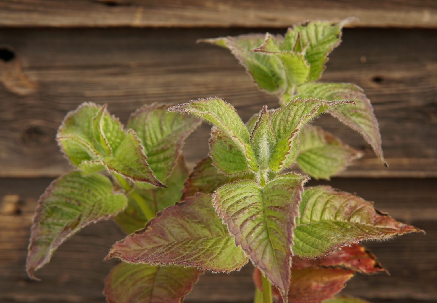 Monarda fireball dwarf balm patriotic jungseed perennials