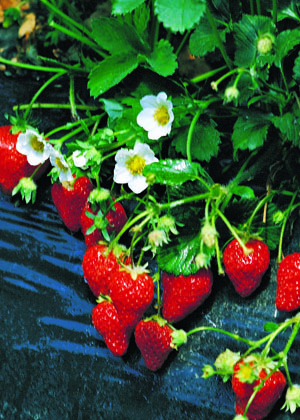 Tri-Star Strawberry Fruit Close Up