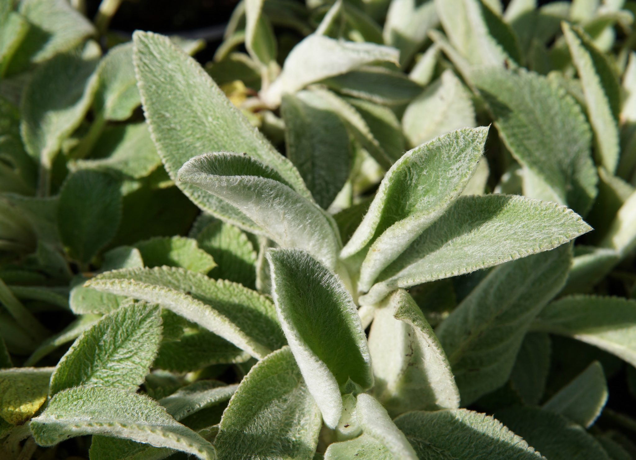 Giant Lamb's Ear • Kiwi Nurseries Ltd