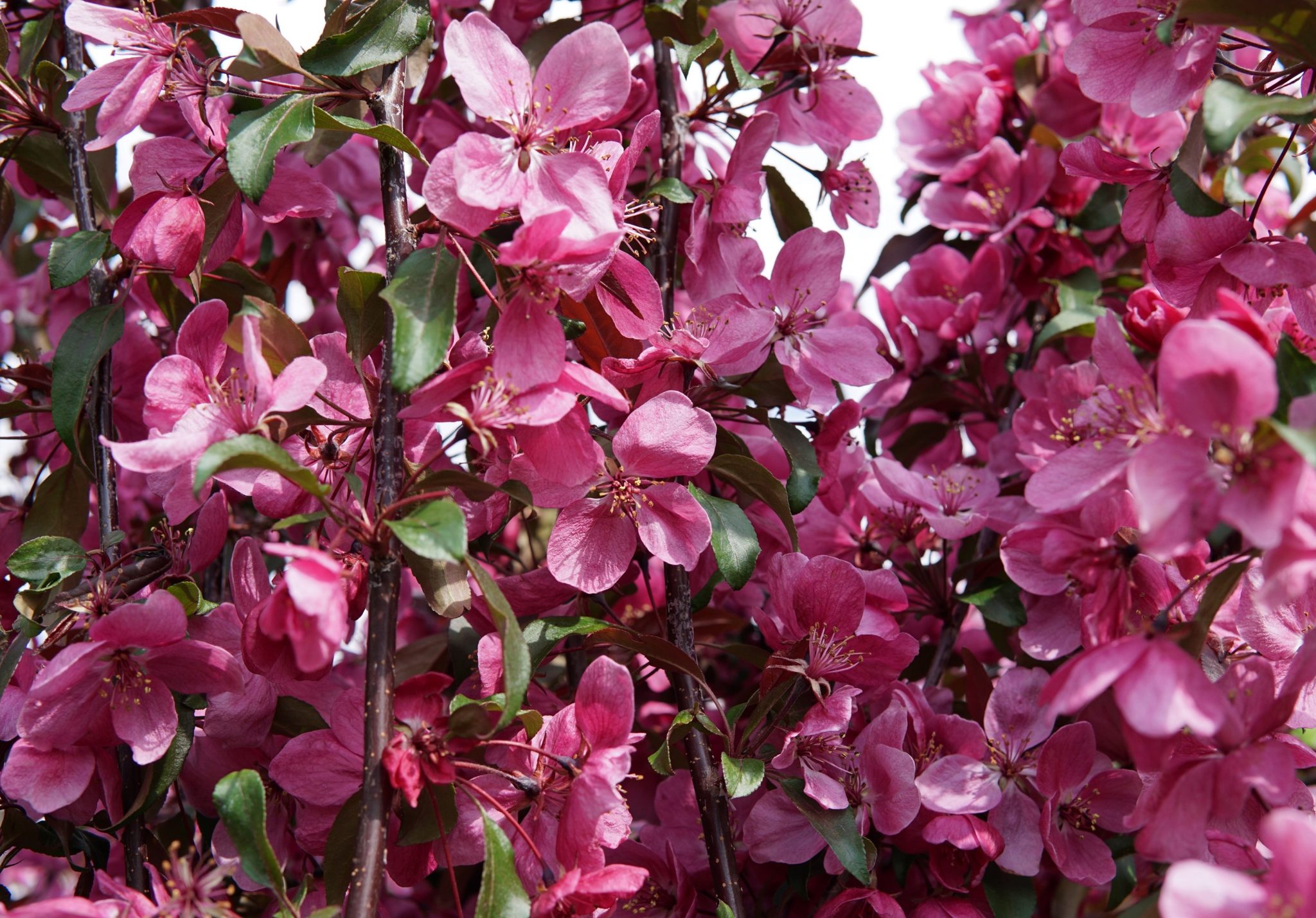 Gladiator Crabapple • Kiwi Nurseries Ltd