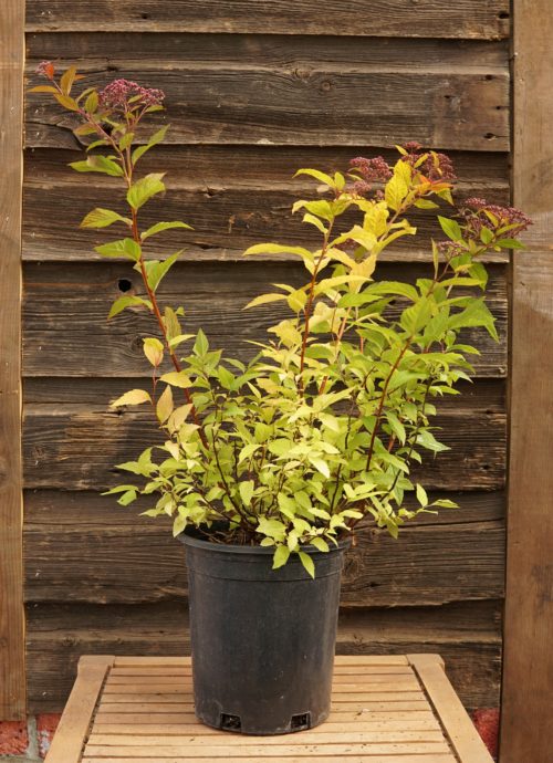 Goldflame Spirea overview