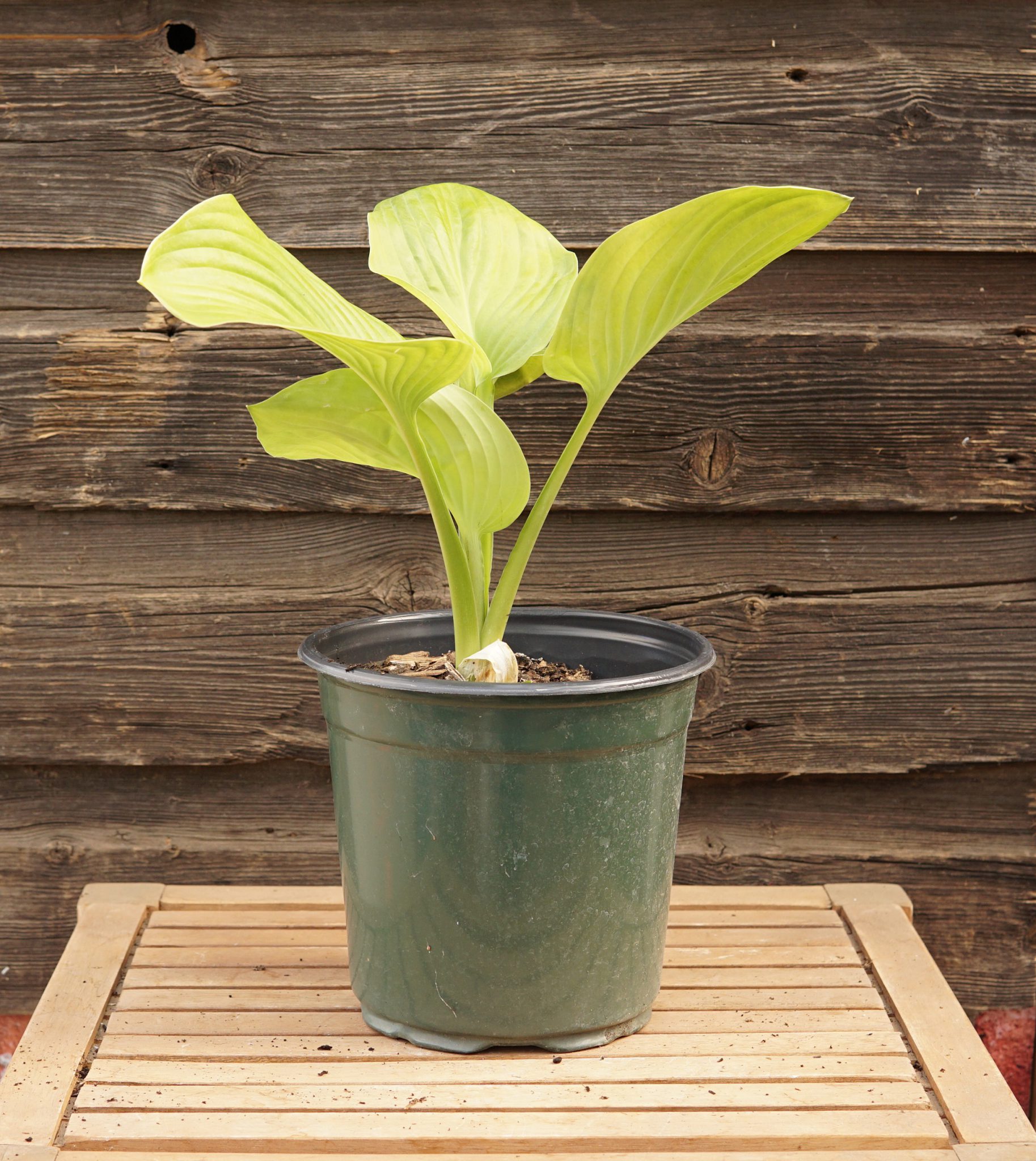 Guacamole Hosta • Kiwi Nurseries Ltd