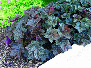 Palace Purple Coral Bells in Full