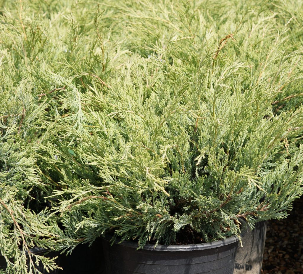 Wichita Blue Juniper • Kiwi Nurseries Ltd 7308