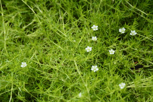 Irish Moss Flower Close Up