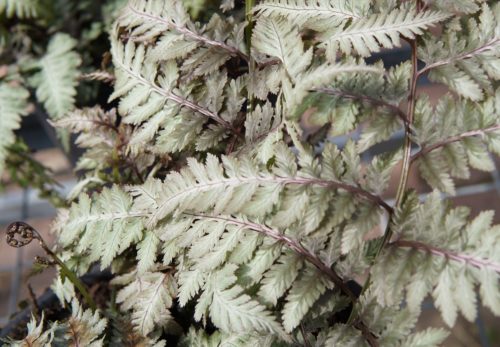 Japanese painted fern close up