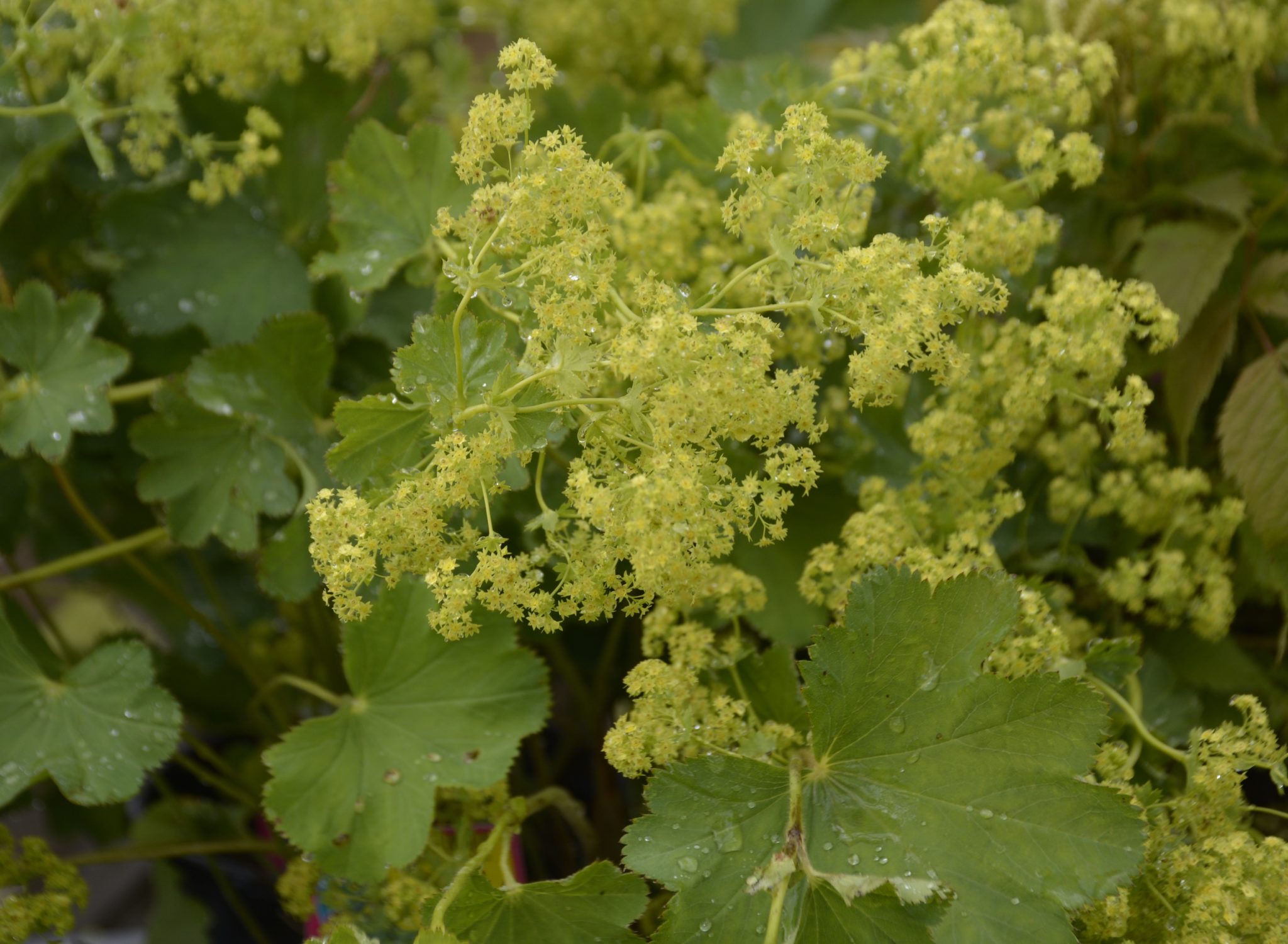 Lady's Mantle • Kiwi Nurseries Ltd