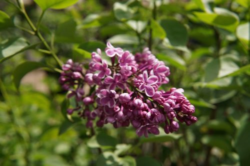 Ludwig Spaeth French Lilac