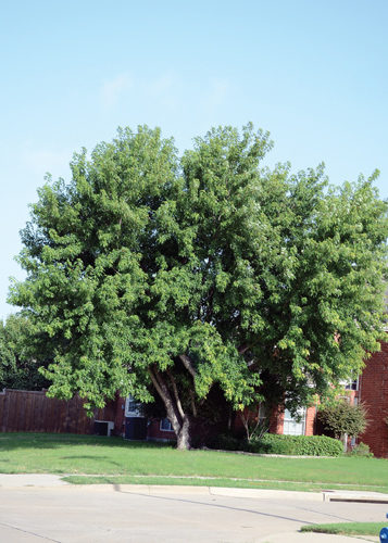 Manitoba Maple Full Tree