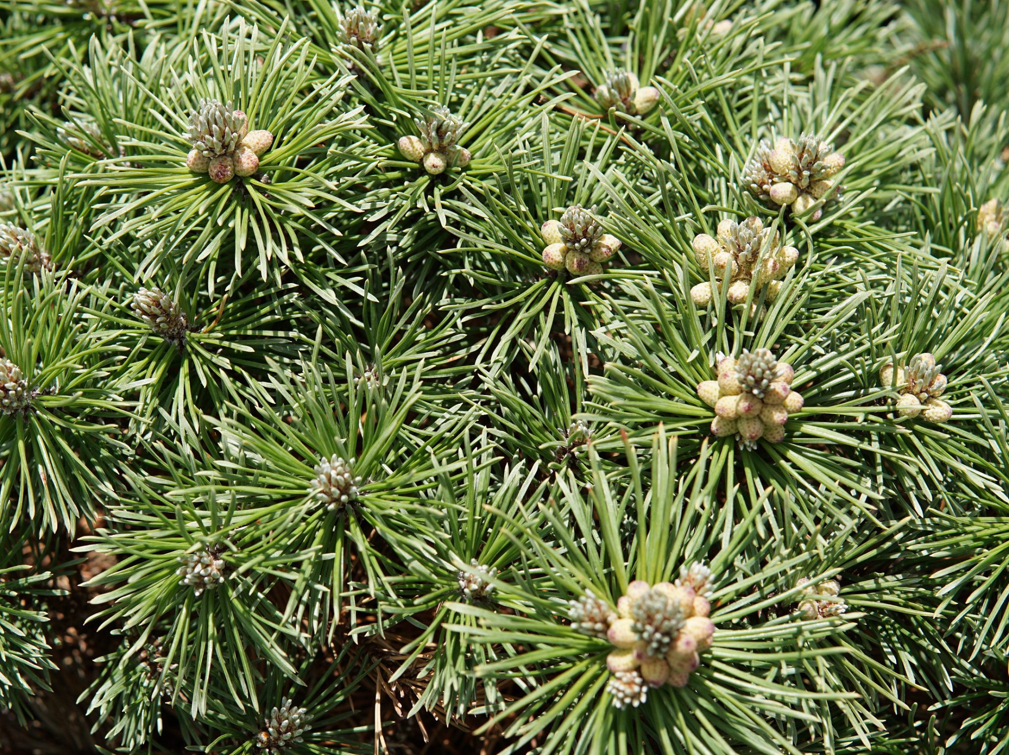 Mops Mugo Pine • Kiwi Nurseries Ltd