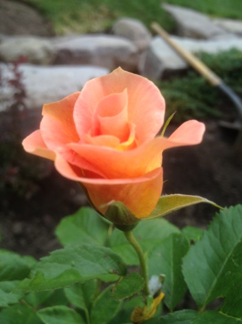 Morden Sunrise Rose Flower Close Up
