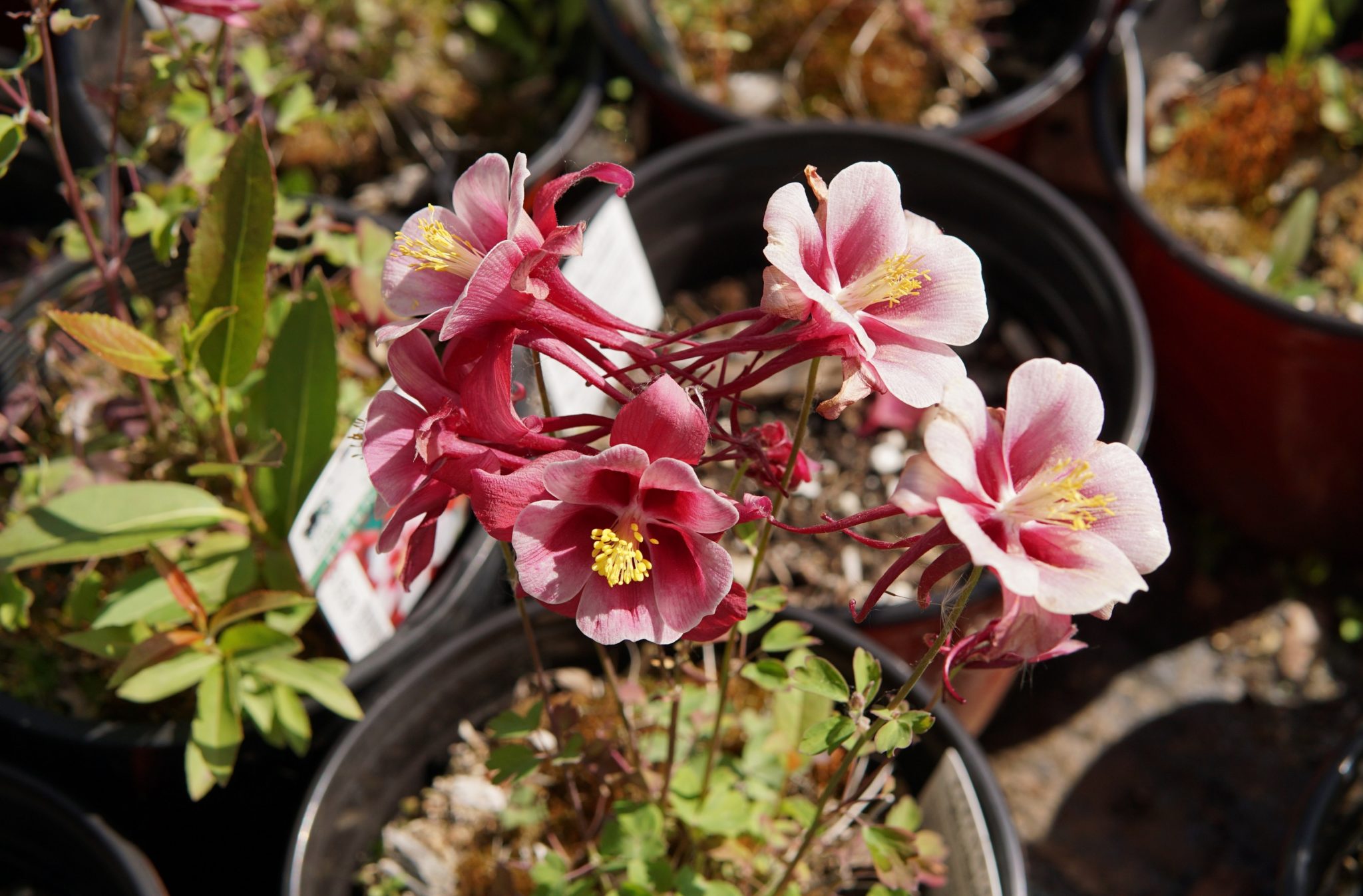 Origami Mix Columbine • Kiwi Nurseries Ltd